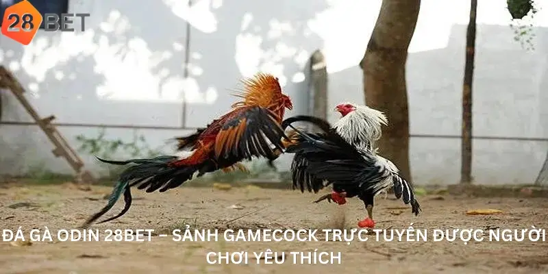 Đá Gà Odin 28Bet – Sảnh Gamecock Trực Tuyến Được Người Chơi Yêu Thích